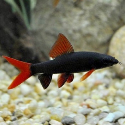 Epalzeorhynchos frenatus M - Zügelfransenlipper